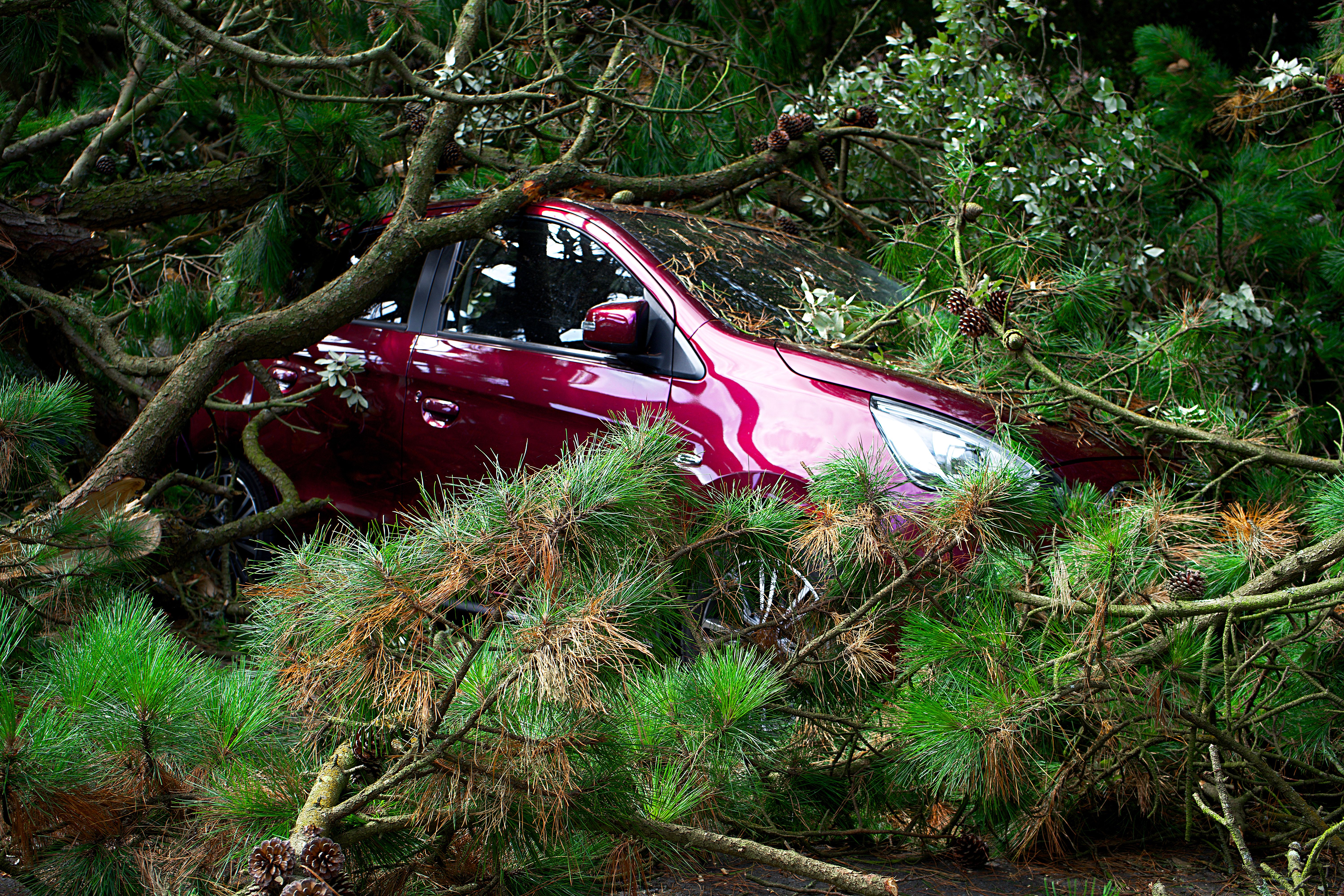 car damaged by a fallen tree branch during a storm - auto insurance coverage